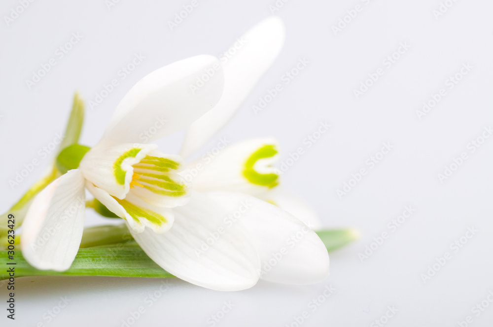 Obraz premium schneeglöckchen