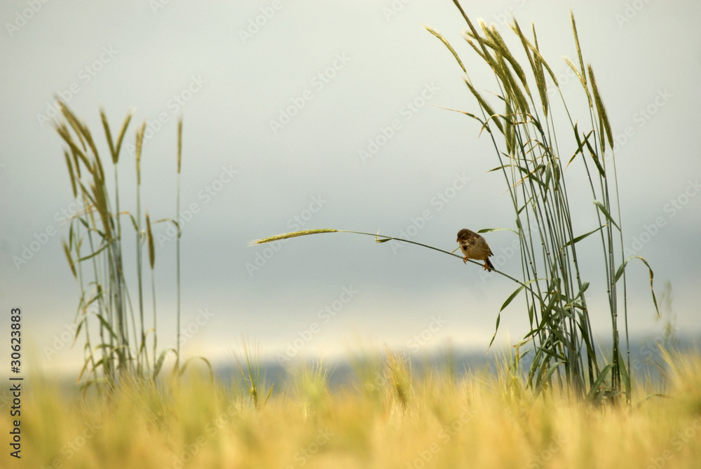 Fototapeta premium triguero en los cereales
