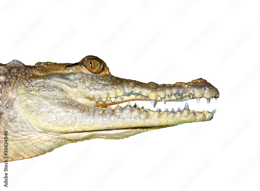 Fototapeta premium crocodile face portrait macro detail isolated on white