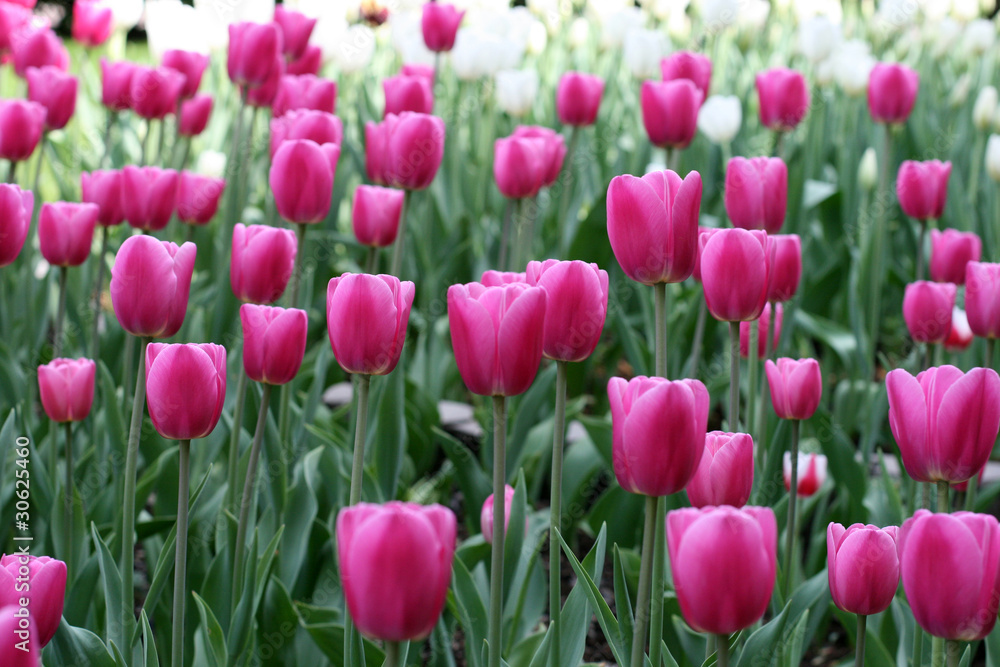 Tulips Tulips