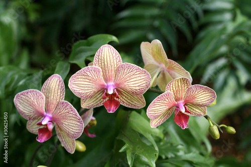 Orchids