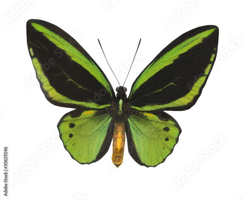 Green butterfly isolated on white
