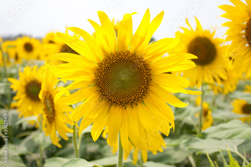 Sunflower field. © vachiraphan