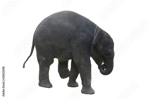 Asian Elephant Calf - Elephas Maximus