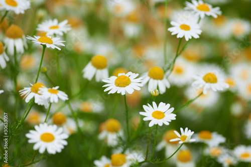 Camomile blossoms summer flowers