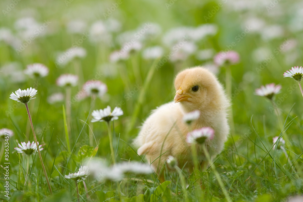 Osterküken Stock-Foto | Adobe Stock