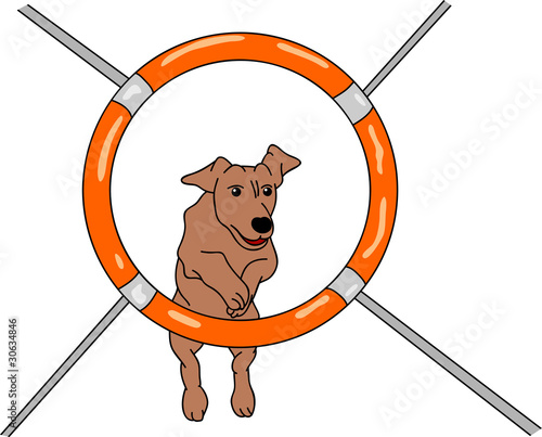 dog agility