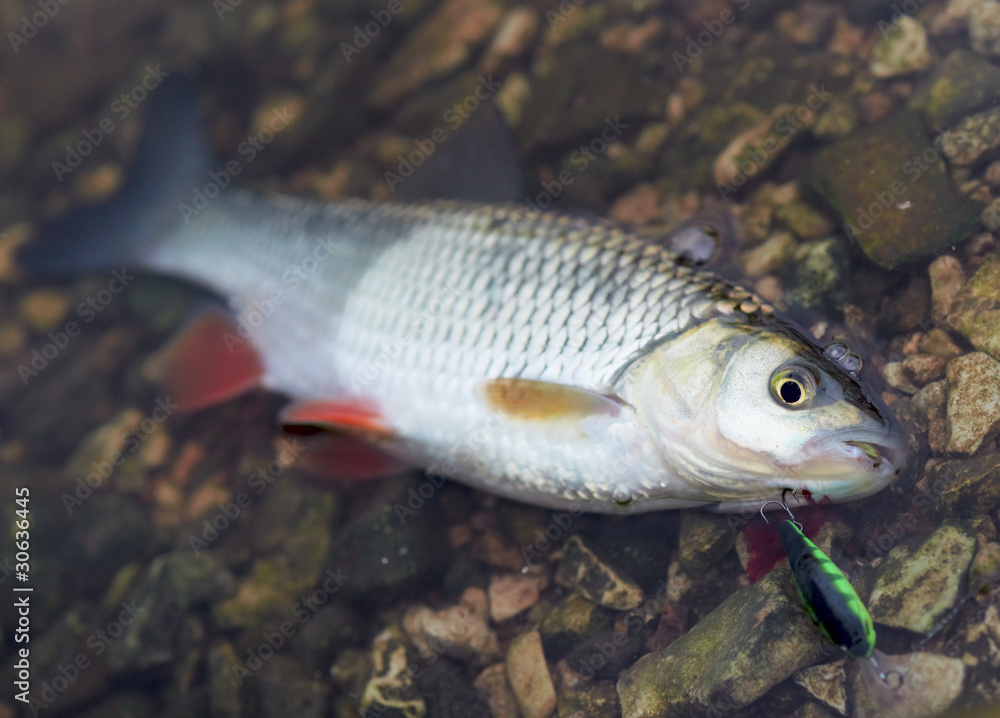 Chub caught on a hardbait Chub caught on a hardbait