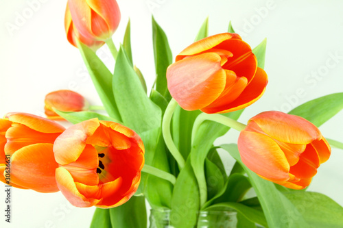 Fototapeta Naklejka Na Ścianę i Meble -  tulpen