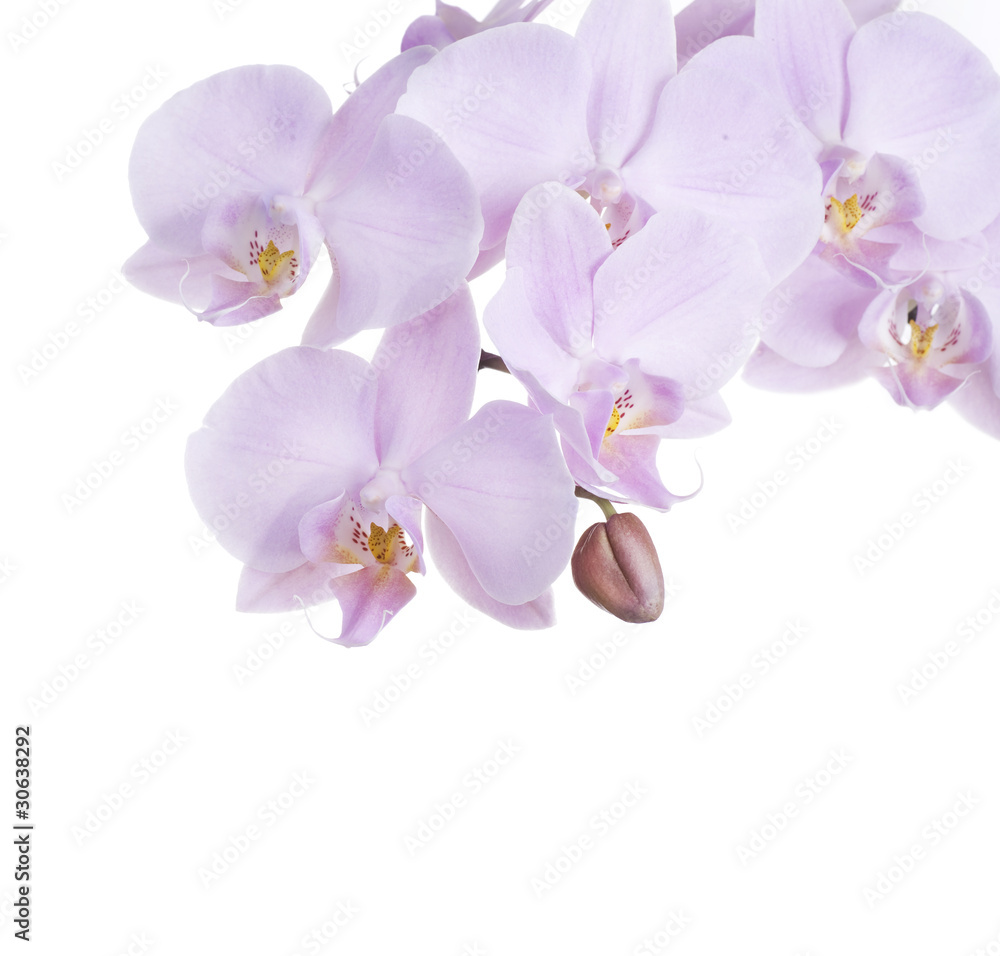 Naklejka premium Piękna różowa orchidea na białym tle