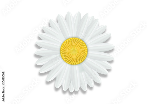 margueritte-Fond Blanc