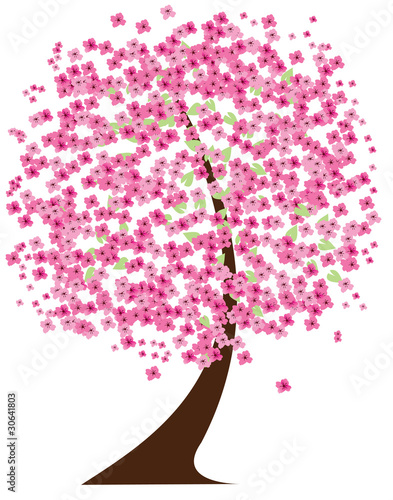 vector cherry tree in blossom