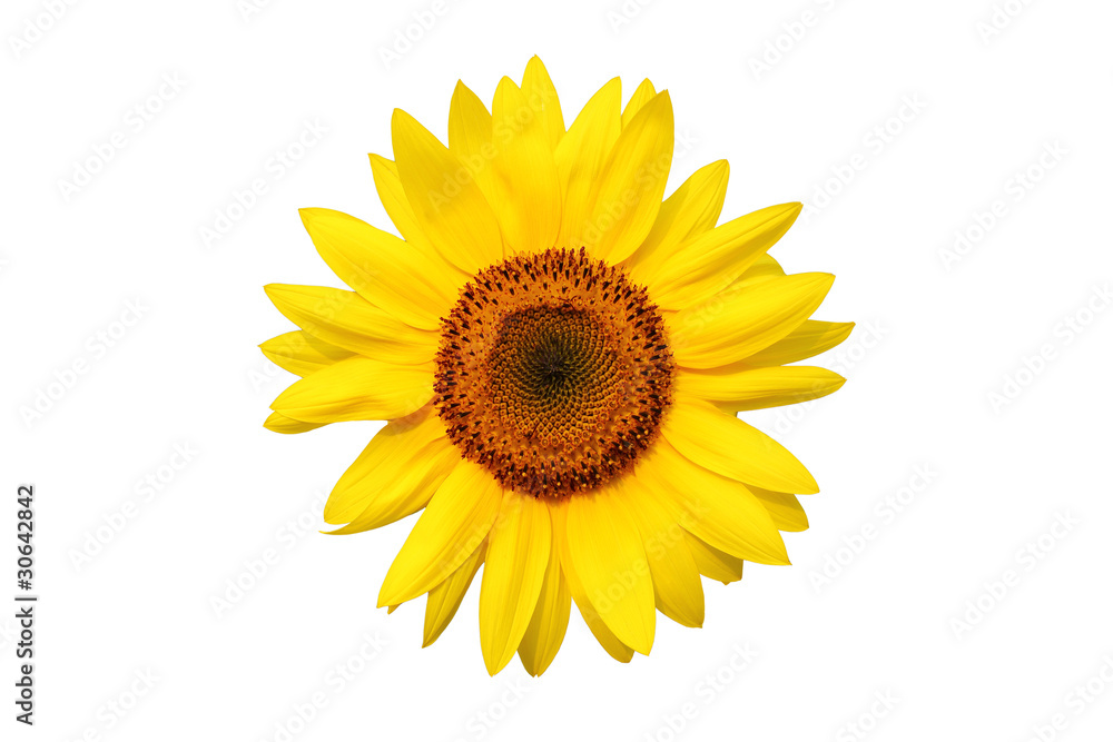 Fototapeta premium sunflower