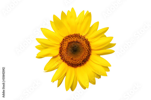 Fototapeta Naklejka Na Ścianę i Meble -  sunflower