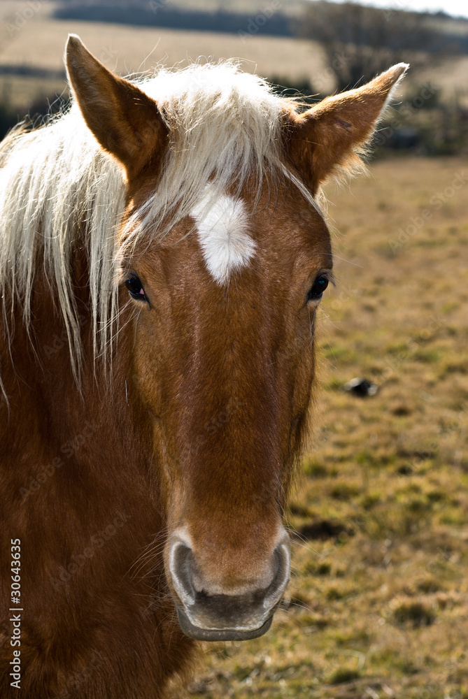 Fototapeta premium portrait d'un cheval