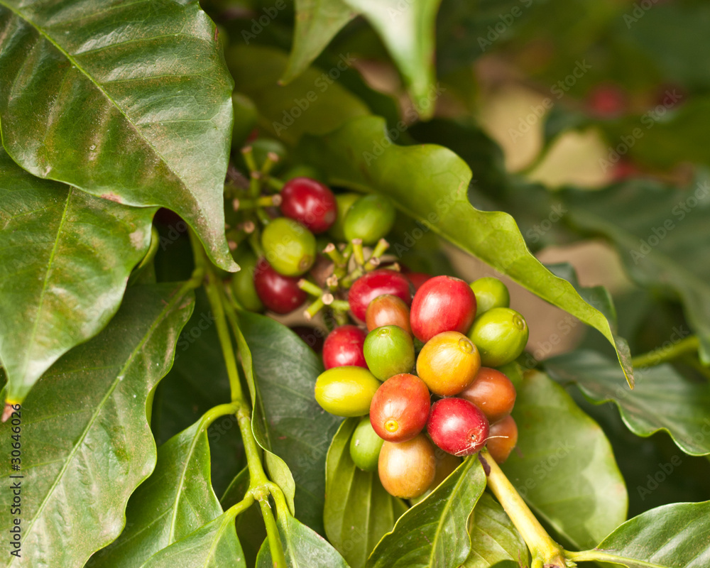 custom made wallpaper toronto digitalCoffee Beans on Tree