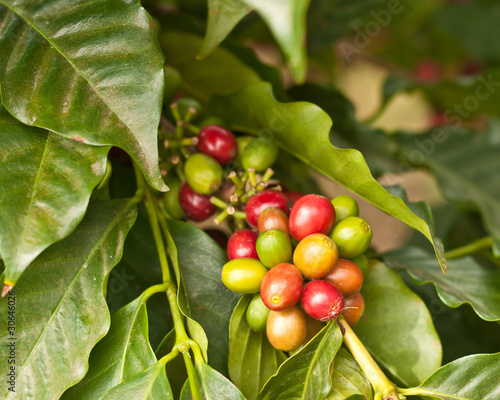 Wallpaper Mural Coffee Beans on Tree Torontodigital.ca