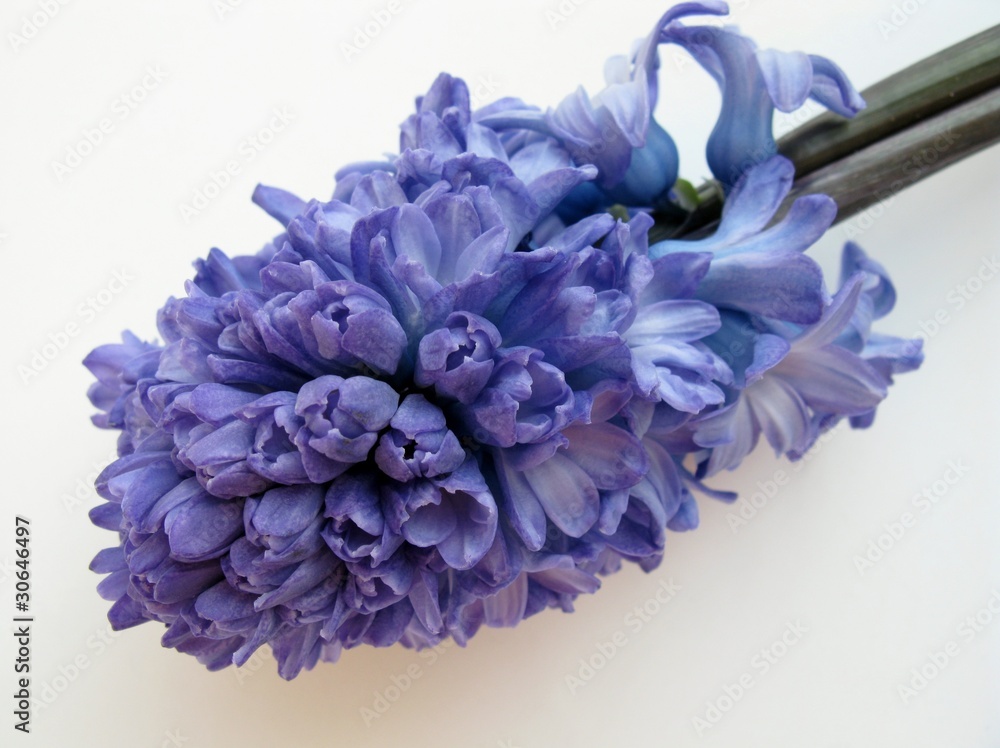 Obraz premium Blue flowering hyacinth