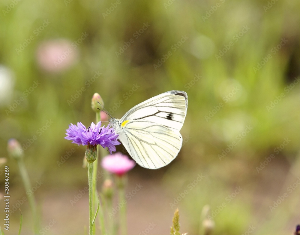 Cornflower with butterfly Cornflower with butterfly