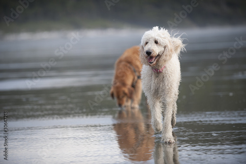 White dog runs on beach 2 © Russ Beinder