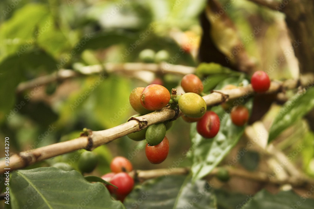 Coffee plantation in the Andean valleys. Quimbaya, Colombia Coffee plantation in the Andean valleys. Quimbaya, Colombia