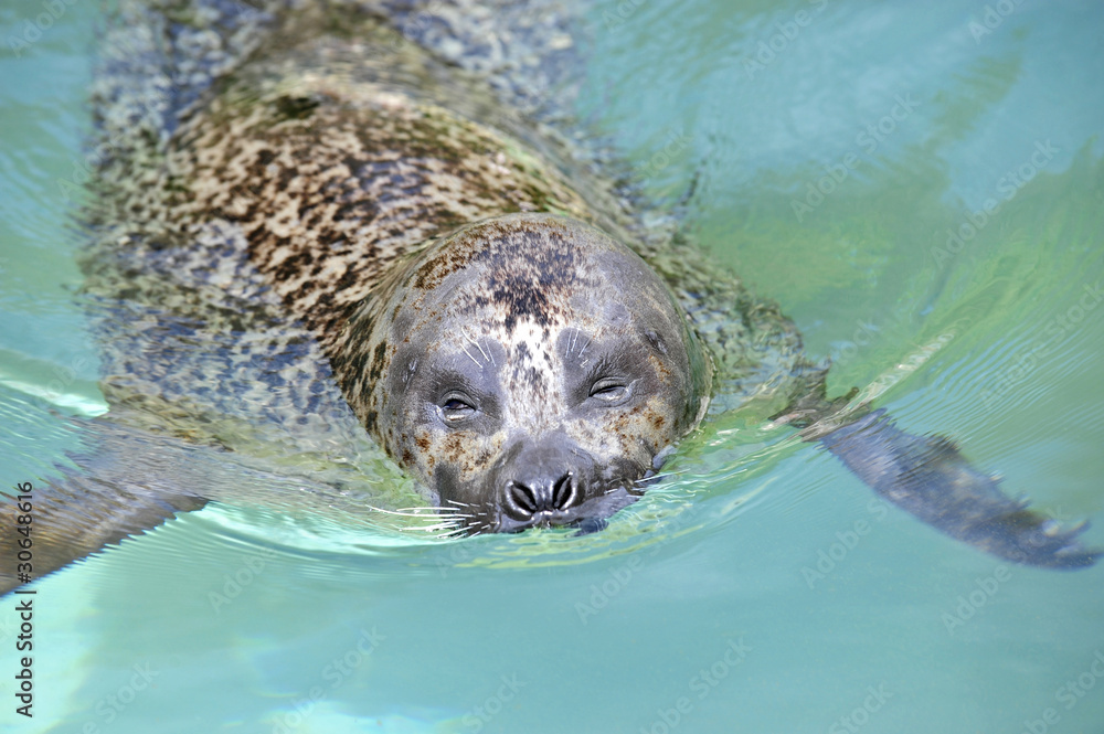 Obraz premium seerobbe