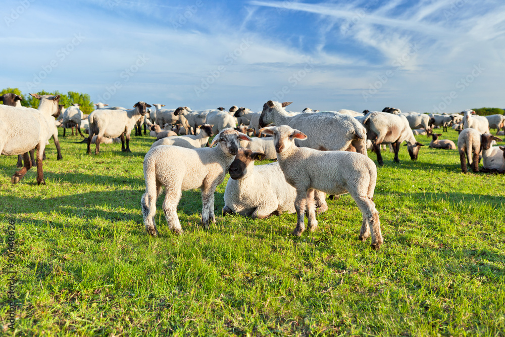 A summer landscape and herd sheep A summer landscape and herd sheep