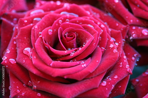 Red rose with dew