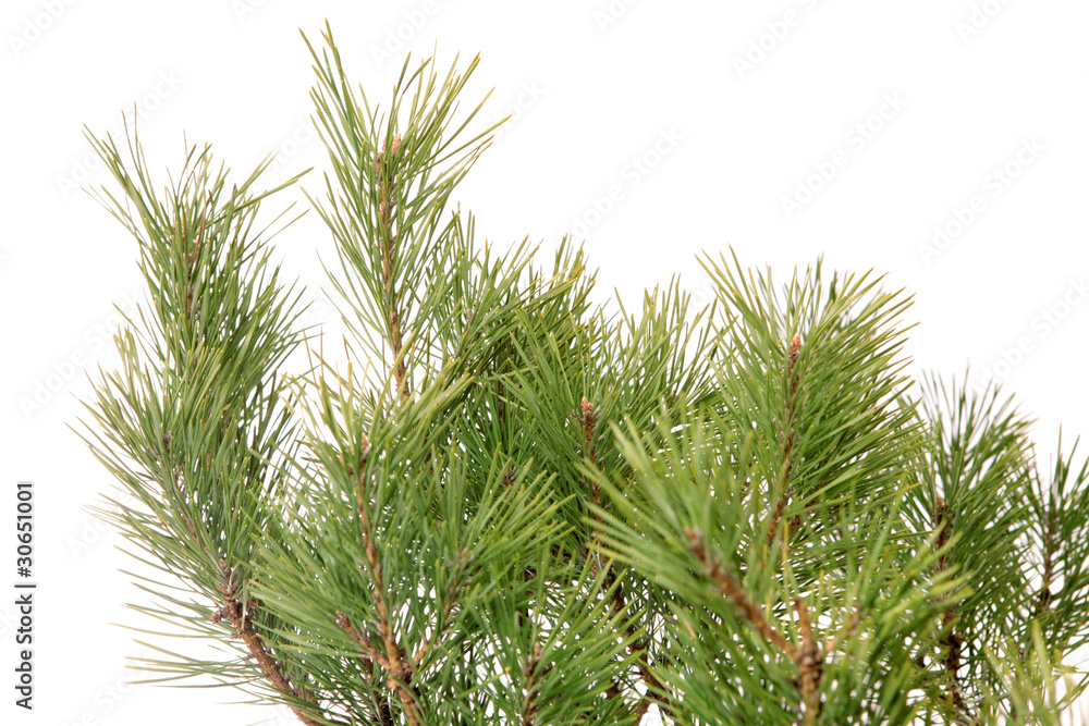 Pine branch, isolated.
