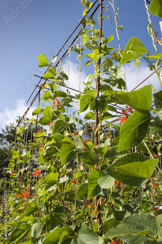 Foto Runner Bean Stalks