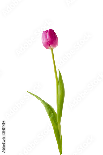 Purple tulip on white background