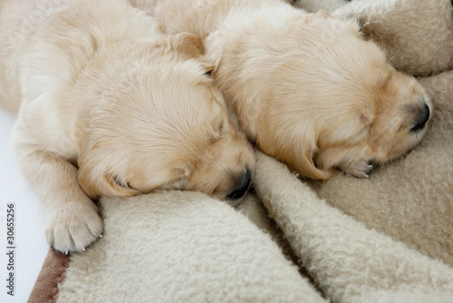 sleeping puppies of golden retriever © Richard Semik