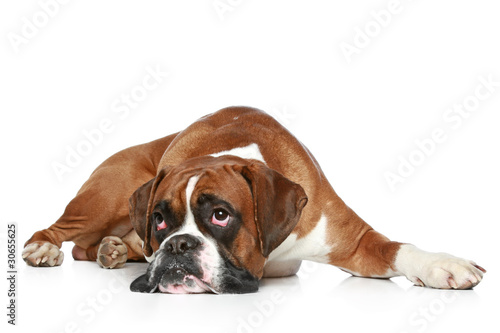 Boxer dog sad, lying on a white background