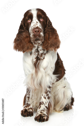 Obraz na płótnie Springer Spaniel sits on a white background