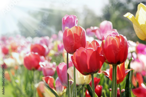 wiosenne-slonce-na-lozku-tulipanow