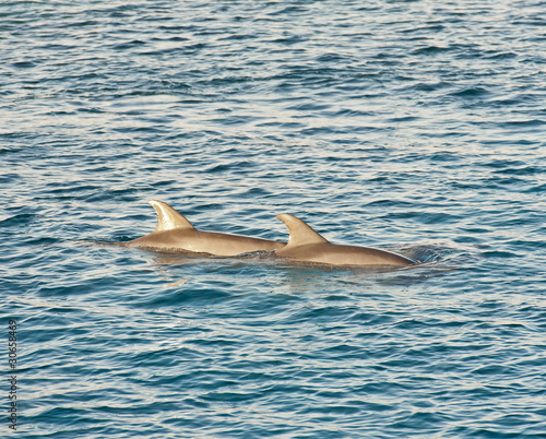 Bottlenose dolphins breaching the water © Paul Vinten