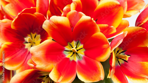 Close-up of bundled red tulips © arthurhidden