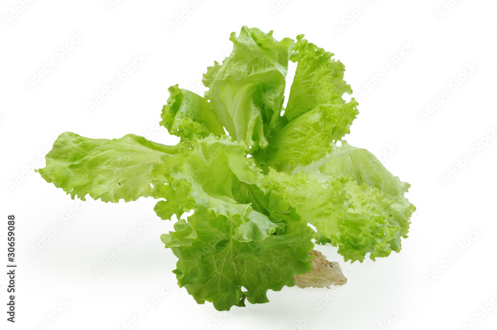 Fresh lettuce isolated on the white background Fresh lettuce isolated on the white background