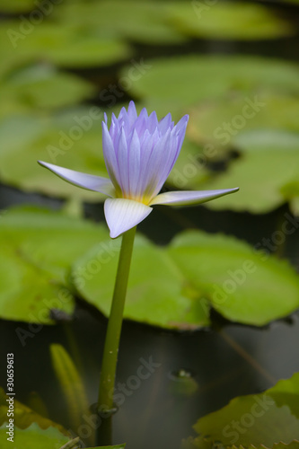 Fleur de n  nuphar dans le jardin de pamplemousse    Maurice