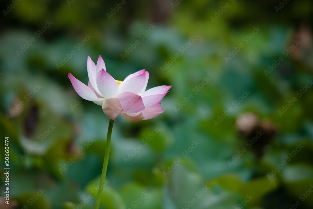 Fleur de lotus jardin de Pamplemousse à Maurice Fleur de lotus jardin de Pamplemousse à Maurice
