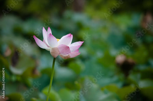 Fleur de lotus jardin de Pamplemousse    Maurice
