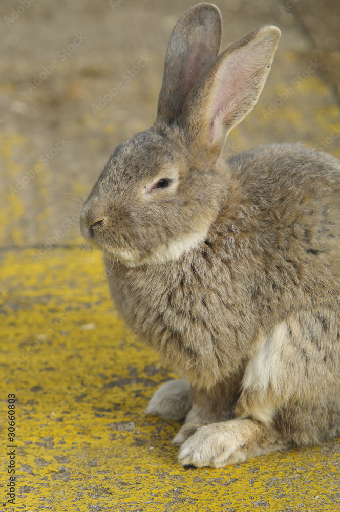 Fototapeta premium European rabbit