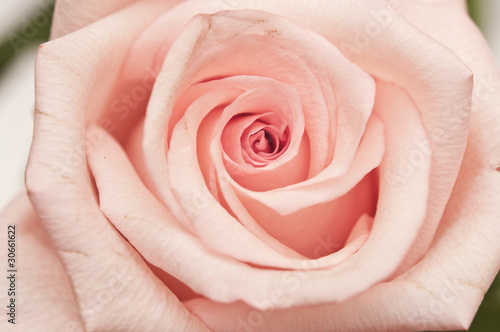 Pink Rose Close Up