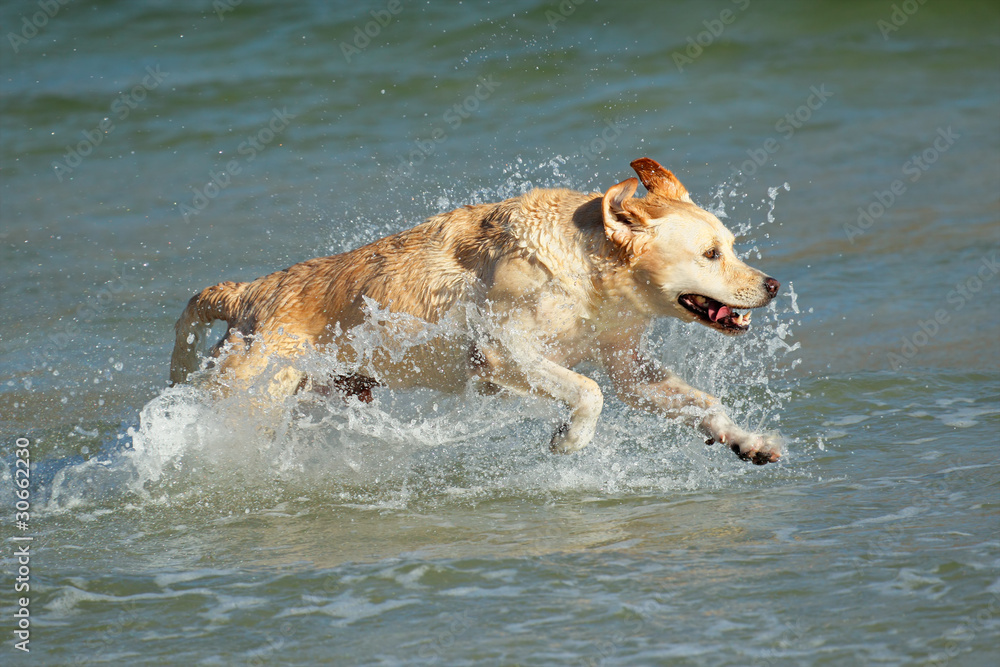 Running golden retriever Running golden retriever