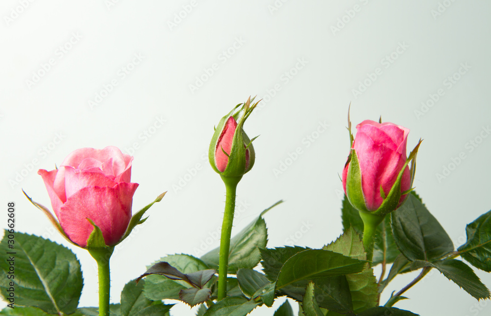 bouquet rose rosa