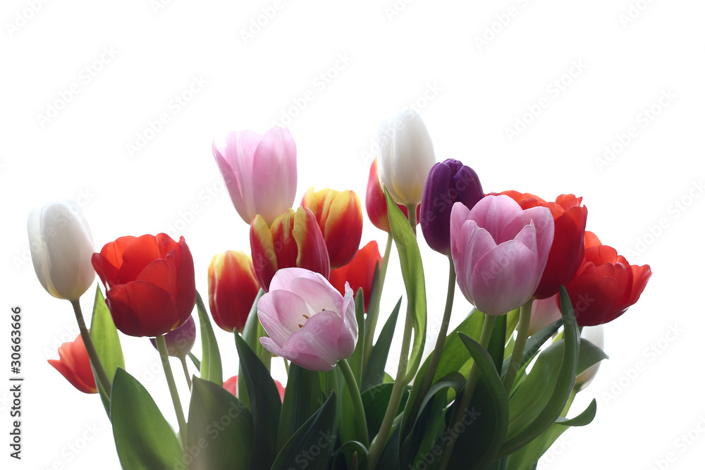 Fototapeta premium Tulpenstrauß1