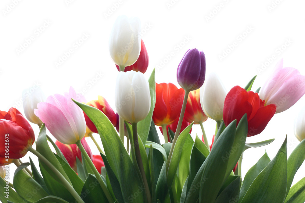 Tulpenstrauß2 Tulpenstrauß2