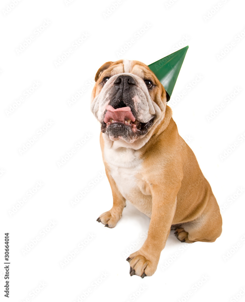party hat bulldog