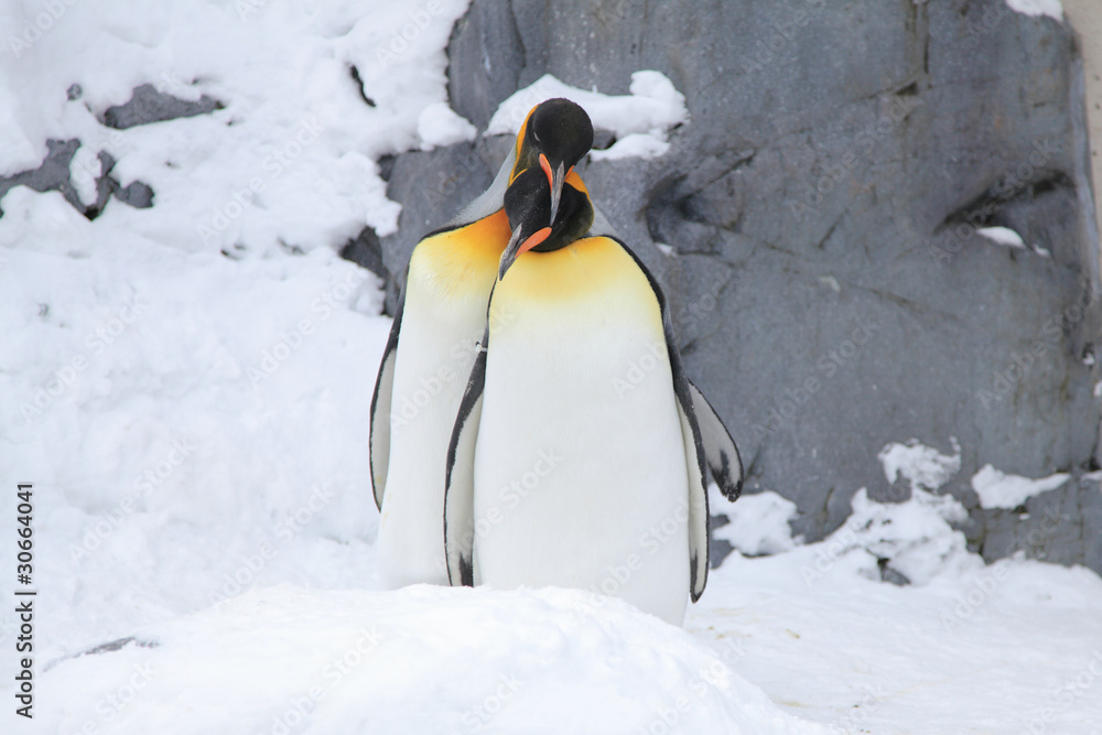 Obraz premium ペンギン