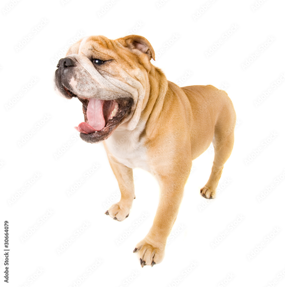 Obraz premium bulldog